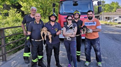 Cagnolini finiscono nel fiume, in tre tratti in salvo a Serra