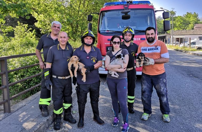 Cagnolini finiscono nel fiume, in tre tratti in salvo a Serra