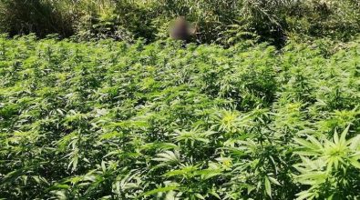 Maxi-piantagione di marijuana nel Vibonese, condanna definitiva