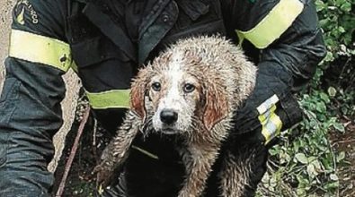 Cagnolini salvati dai vigili del fuoco a Pizzo