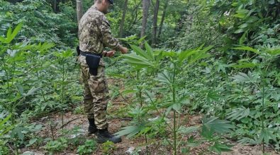 Sorpresi a coltivare piantagione di marijuana, arrestati dai carabinieri