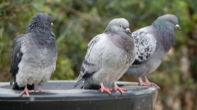 Parghelia, una nuova ordinanza mette al bando… i piccioni