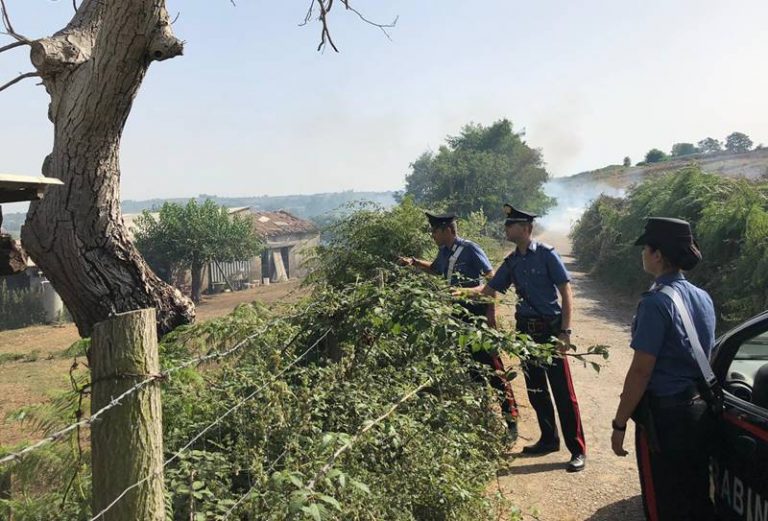 Macabro messaggio per un pastore: testa di pecora appesa al cancello dell’azienda