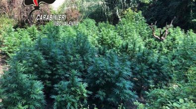 Carabinieri scovano e sequestrano 98 piante di marijuana a Maierato