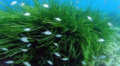 Il mare di Pizzo ricco di Posidonia, un progetto per pulire i fondali