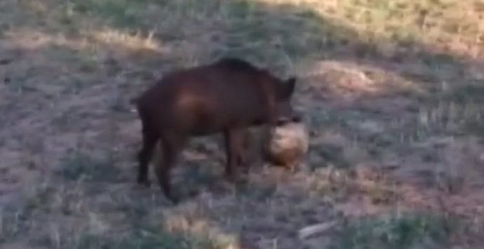 Dal cinghiale domestico a quello che “gioca a calcio”: la strana emergenza – Video