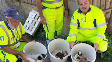 Cuccioli abbandonati sotto un ponte a Pizzo, salvati da personale Anas – Video