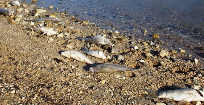 Morìa di pesci nel lago Angitola, il Wwf: «Hanno una funzione fondamentale»