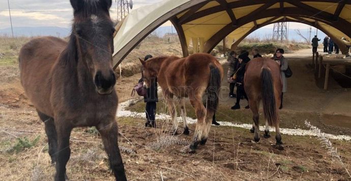 Tempio del Còfino, anche i cavalli (sacri?) nell’area degli scavi – Video