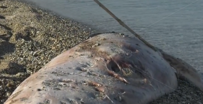 Cetaceo spiaggiato a Bivona, scatta l’allarme: «Rischiamo infezioni» – Video