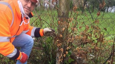 Volpe salvata a Mileto da un operatore ecologico