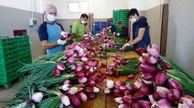 La vera cipolla di Tropea minacciata da Covid e contraffazione – Video