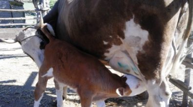 Un lieto fine per il vitellino Biscotto, rubato e poi restituito alla fattoria “La goccia”