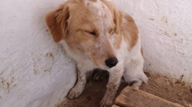 Cagnolino legato con una corda ad un masso salvato a Paravati