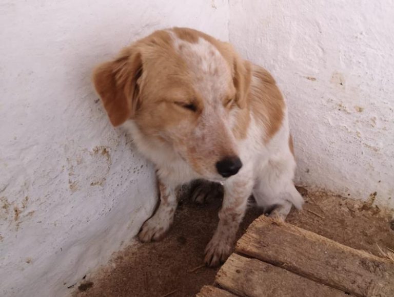 Cagnolino legato con una corda ad un masso salvato a Paravati