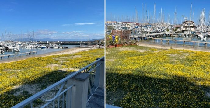 Vibo Marina, il prato fiorito in riva al mare: insolito fenomeno al porto