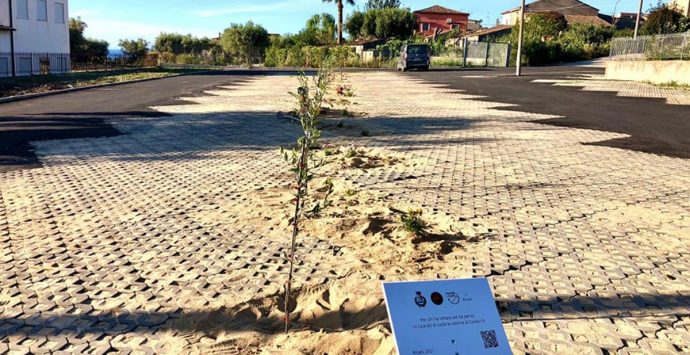 Ricadi, i bambini della primaria piantano 15 ulivi in ricordo delle vittime del Covid