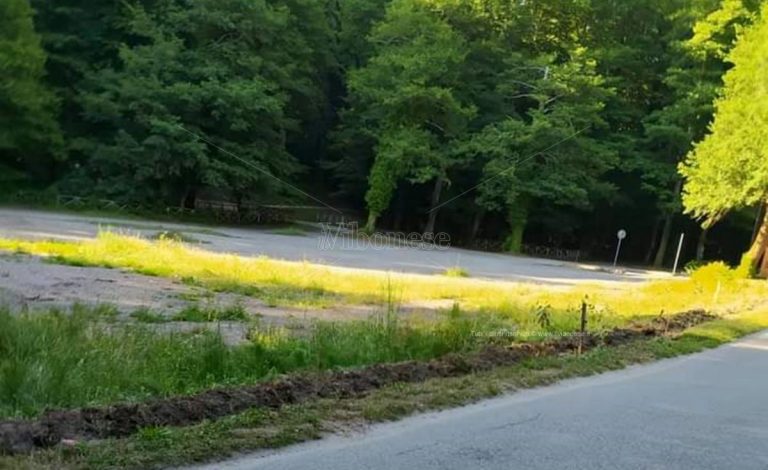 Raid vandalico a Serra San Bruno, estirpate le piantine a Santa Maria del Bosco