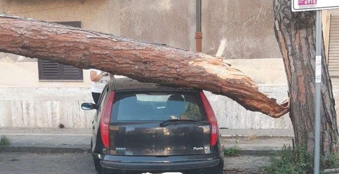 Pino marittimo si schianta su auto a Vibo, intervento dei vigili del fuoco