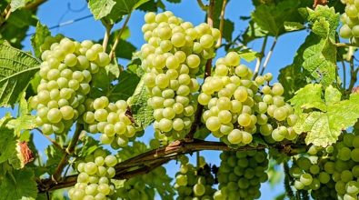 Al via la vendemmia a Francavilla Angitola: «Ottima annata per lo Zibibbo»