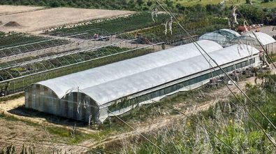 Piante dalla Calabria all’Olanda, il sorprendente export di un’azienda vibonese