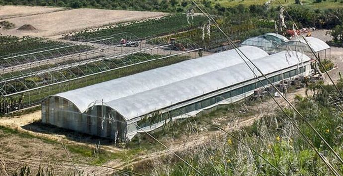 Piante dalla Calabria all’Olanda, il sorprendente export di un’azienda vibonese