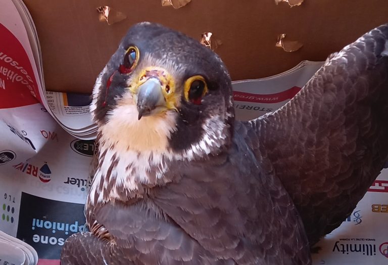 Grave episodio di bracconaggio: ferito a fucilate un raro falco pellegrino