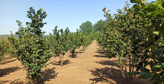 La trasformazione della nocciola nelle Serre calabresi e la sinergia fra le imprese