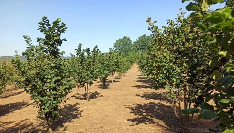 La trasformazione della nocciola nelle Serre calabresi e la sinergia fra le imprese