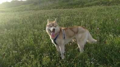 Mileto, dall’avvelenamento al ritorno alla vita: la storia a lieto fine del cane Shasta