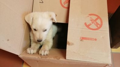 Mileto, tredici cagnolini abbandonati per strada nel giro di poche ore – Foto