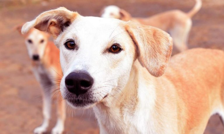 A Francavilla Angitola promosso il censimento della popolazione canina