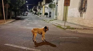 Mileto, ritrovato Mario: la mascotte del rione San Michele torna a “casa”