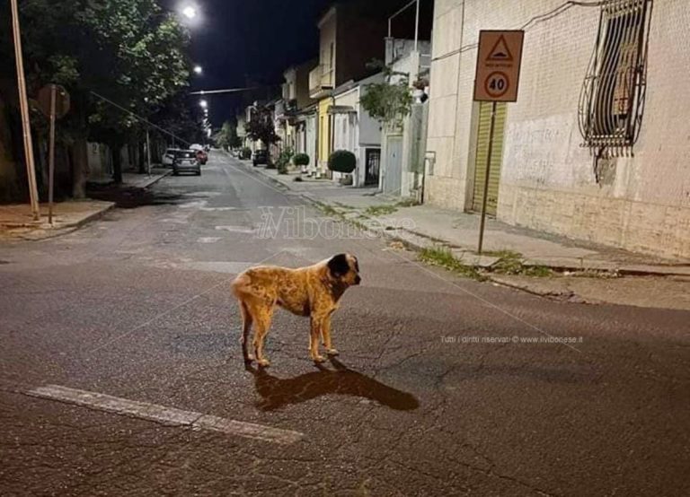 Mileto, ritrovato Mario: la mascotte del rione San Michele torna a “casa”