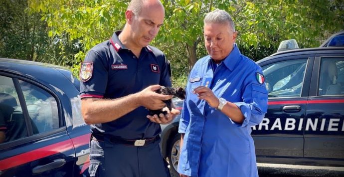 Gattino intrappolato in un’auto, salvato dai Carabinieri del 14º Battaglione Calabria -Video