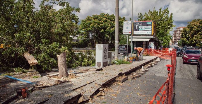 Il verde “mutilato” da Vibo a Pizzo, quando gli enti locali non fanno gli interessi dei cittadini