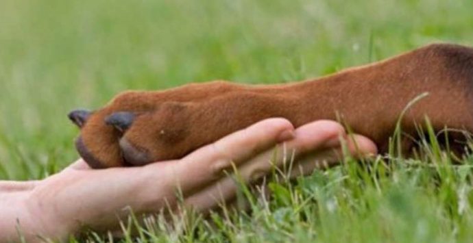 A Vibo l’incontro sugli interventi assistiti con gli animali