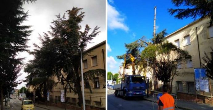 A Vibo continua la mattanza degli alberi: è la volta dei secolari cedri del Libano su via XXV Aprile