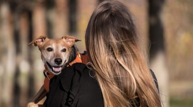 Microchip gratuito per cani, l’iniziativa fa tappa a Vibo e in provincia