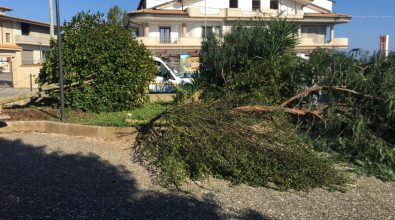 Vandali in azione a Zungri, tagliati alberi e piante nella piazzetta Padre Pio