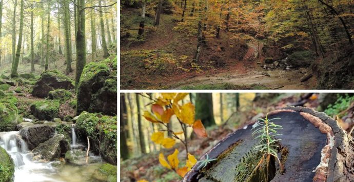 Il bosco Archiforo, un sentiero tra storia e natura nel cuore delle Serre