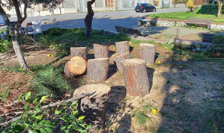 Alberi tagliati a Pizzo, dal Wwf una proposta per far rinascere il verde