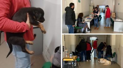 Lotta al randagismo, successo a Serra San Bruno per la giornata dedicata al microchip