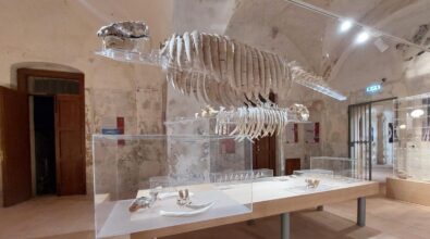 La Paleontologia grande protagonista per la riapertura del museo del mare a Tropea