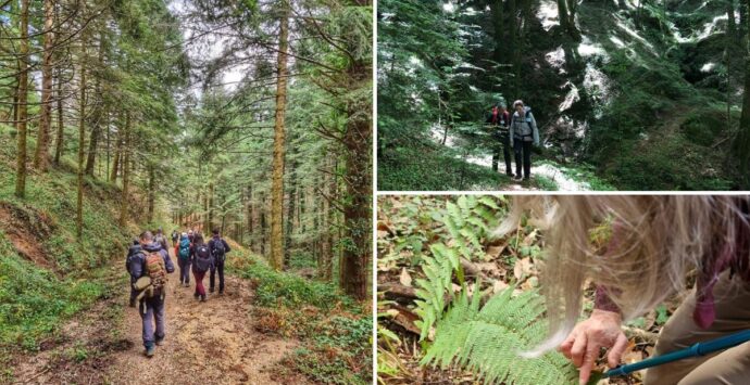 Alla scoperta dei boschi serresi con “Le domeniche incantate”, progetto destinato ai piccoli escursionisti