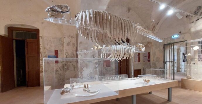 Civico museo del mare a Tropea, tutto pronto per la riapertura al pubblico