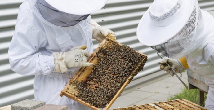 Apicoltura, dalla Regione fondi per sette milioni in cinque anni: «Settore strategico»