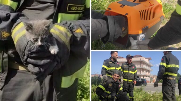 Vibo, gattino in difficoltà recuperato dai vigili del fuoco