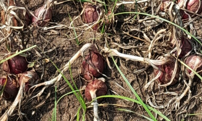 Agricoltori senz’acqua nel Briaticese, La Gamba (Pd): «Inaccettabile non riuscire a trovare soluzioni»