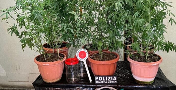 Marijuana in casa dentro i vasi, un arresto nel Vibonese